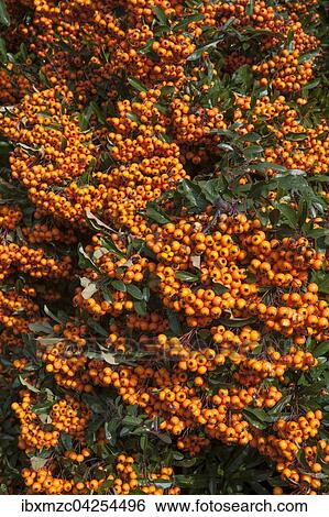 Feuerdorn (Pyracantha sp. ) mit Beeren, Bayern, Deutschland, Europa View Large Photo Image Stock Photograph - Feuerdorn (Pyracantha sp. ) mit Beeren, Bayern, Deutschland, Europa. Fotosearch