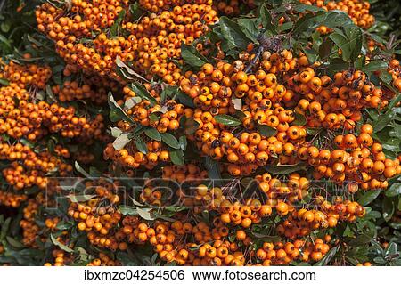 Feuerdorn (Pyracantha sp. ) mit Beeren, Bayern, Deutschland, Europa View Large Photo Image Stock Photograph - Feuerdorn (Pyracantha sp. ) mit Beeren, Bayern, Deutschland, Europa. Fotosearch
