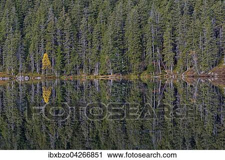Fichten (Picea abies) mit gelber Birke (Betula), spiegeln sich im Teufelssee, Certovo jezero, Nationalpark Sumava, Bohmerwald, Tschechien, Europa View Large Photo Image Stock Image - Fichten (Picea abies) mit gelber Birke (Betula), spiegeln sich im Teufelssee, Certovo jezero, Nationalpark Sumava, Bohmerwald, Tschechien, Europa. Fotosearch
