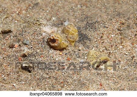 Filament-Teufelsfisch (Inimicus filamentosus), getarnt eingegraben im Sand, Jordanien, Asien View Large Photo Image Stock Photo - Filament-Teufelsfisch (Inimicus filamentosus), getarnt eingegraben im Sand, Jordanien, Asien. Fotosearch