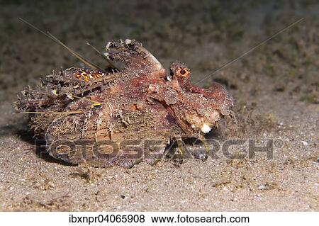 Stock Photo - Filament-Teufelsfisch (Inimicus filamentosus), Jordanien, Asien. Fotosearch