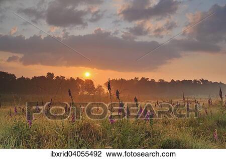 Fingerhut (Digitalis purpurea) bei Sonnenaufgang am Rand eines Moorgebietes, Wesel, Niederrhein, Nordrhein-Westfalen, Deutschland, Europa View Large Photo Image Stock Image - Fingerhut (Digitalis purpurea) bei Sonnenaufgang am Rand eines Moorgebietes, Wesel, Niederrhein, Nordrhein-Westfalen, Deutschland, Europa. Fotosearch