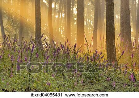 Fingerhut (Digitalis purpurea) in lichtdurchflutetem Nadelwald, Wesel, Niederrhein, Nordrhein-Westfalen, Deutschland, Europa View Large Photo Image Stock Image - Fingerhut (Digitalis purpurea) in lichtdurchflutetem Nadelwald, Wesel, Niederrhein, Nordrhein-Westfalen, Deutschland, Europa. Fotosearch