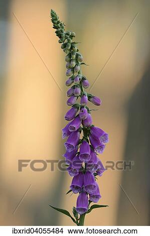 Fingerhut (Digitalis purpurea), Nordrhein-Westfalen, Deutschland, Europa View Large Photo Image Picture - Fingerhut (Digitalis purpurea), Nordrhein-Westfalen, Deutschland, Europa. Fotosearch