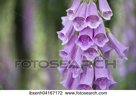 Stock Image - Fingerhut (Digitalis purpurea), Emsland, Niedersachsen, Deutschland, Europa. Fotosearch