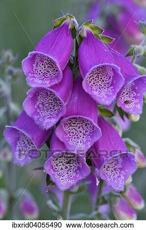 Fingerhut (Digitalis purpurea), Nordrhein-Westfalen, Deutschland, Europa View Large Photo Image Stock Image - Fingerhut (Digitalis purpurea), Nordrhein-Westfalen, Deutschland, Europa. Fotosearch