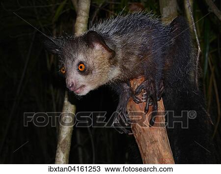 Fingertier (Daubentonia madagascariensis) in den Waldern West-Masoala, Nordosten von Madagaskar View Large Photo Image Stock Image - Fingertier (Daubentonia madagascariensis) in den Waldern West-Masoala, Nordosten von Madagaskar. Fotosearch
