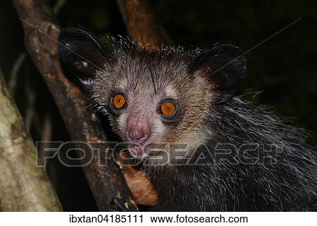Fingertier oder Aye-Aye (Daubentonia madagascariensis) in den Regenwaldern von Masoala, Madagaskar, Afrika View Large Photo Image Stock Image - Fingertier oder Aye-Aye (Daubentonia madagascariensis) in den Regenwaldern von Masoala, Madagaskar, Afrika. Fotosearch