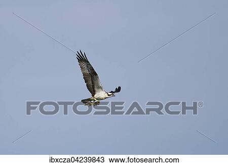Fischadler (Pandion haliaetus) mit gefangenem Hecht (Esox lucius) im Flug, Chiemsee, Oberbayern, Bayern, Deutschland, Europa View Large Photo Image Stock Image - Fischadler (Pandion haliaetus) mit gefangenem Hecht (Esox lucius) im Flug, Chiemsee, Oberbayern, Bayern, Deutschland, Europa. Fotosearch