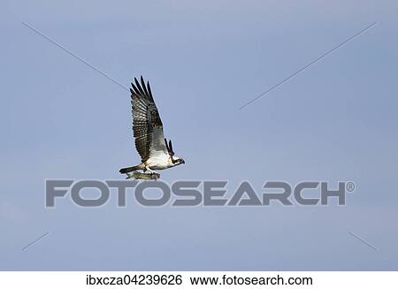 Fischadler (Pandion haliaetus) mit gefangenem Hecht (Esox lucius), (Pandion haliaetus carolinensis) im Flug, Chiemsee, Oberbayern, Bayern, Deutschland, Europa View Large Photo Image Stock Photograph - Fischadler (Pandion haliaetus) mit gefangenem Hecht (Esox lucius), (Pandion haliaetus carolinensis) im Flug, Chiemsee, Oberbayern, Bayern, Deutschland, Europa. Fotosearch