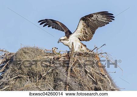 Fischadler (Pandion haliaetus carolinensis), am Nest mit Jungvogel, Florida, USA, Nordamerika View Large Photo Image Picture - Fischadler (Pandion haliaetus carolinensis), am Nest mit Jungvogel, Florida, USA, Nordamerika. Fotosearch
