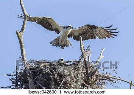 Fischadler (Pandion haliaetus carolinensis), mit ausgebreiteten Flugeln uber dem Nest, mit Jungvogel, Florida, USA, Nordamerika View Large Photo Image Stock Image - Fischadler (Pandion haliaetus carolinensis), mit ausgebreiteten Flugeln uber dem Nest, mit Jungvogel, Florida, USA, Nordamerika. Fotosearch