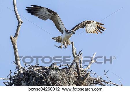 Fischadler (Pandion haliaetus carolinensis), mit ausgebreiteten Flugeln und Beute uber dem Nest, mit Jungvogel, Florida, USA, Nordamerika View Large Photo Image Stock Image - Fischadler (Pandion haliaetus carolinensis), mit ausgebreiteten Flugeln und Beute uber dem Nest, mit Jungvogel, Florida, USA, Nordamerika. Fotosearch