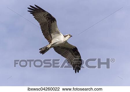 Fischadler (Pandion haliaetus carolinensis), im Flug, Florida, USA, Nordamerika View Large Photo Image Stock Image - Fischadler (Pandion haliaetus carolinensis), im Flug, Florida, USA, Nordamerika. Fotosearch