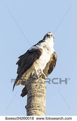 Fischadler (Pandion haliaetus carolinensis) auf Palmenstamm, Everglades, Florida, USA, Nordamerika View Large Photo Image Stock Photo - Fischadler (Pandion haliaetus carolinensis) auf Palmenstamm, Everglades, Florida, USA, Nordamerika. Fotosearch