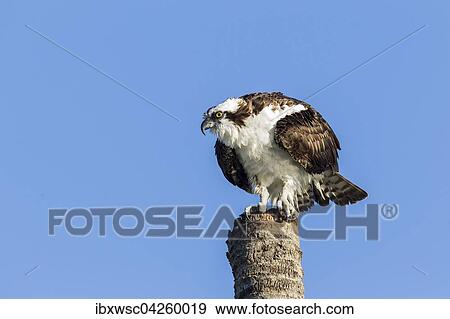Fischadler (Pandion haliaetus carolinensis) auf Palmenstamm, Everglades, Florida, USA, Nordamerika View Large Photo Image Stock Photo - Fischadler (Pandion haliaetus carolinensis) auf Palmenstamm, Everglades, Florida, USA, Nordamerika. Fotosearch