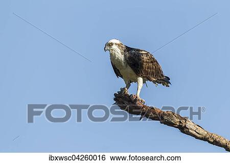 Fischadler (Pandion haliaetus carolinensis) sitzt auf Warte, Everglades, Florida, USA, Nordamerika View Large Photo Image Stock Photograph - Fischadler (Pandion haliaetus carolinensis) sitzt auf Warte, Everglades, Florida, USA, Nordamerika. Fotosearch