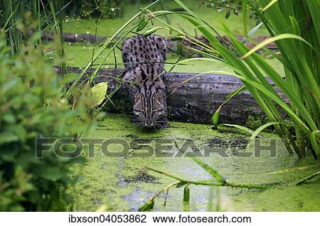 Fischkatze (Prionailurus viverrinus), adult, am Wasser, jagend, Vorkommen Asien, captive, England, Grossbritannien, Europa View Large Photo Image Stock Image - Fischkatze (Prionailurus viverrinus), adult, am Wasser, jagend, Vorkommen Asien, captive, England, Grossbritannien, Europa. Fotosearch