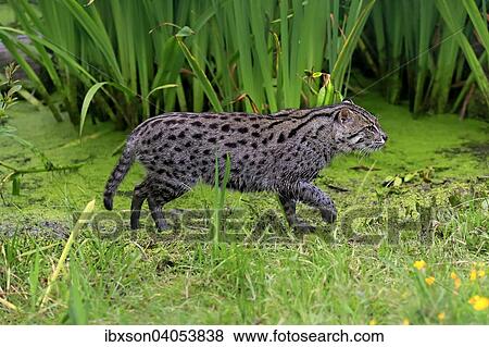 Fischkatze (Prionailurus viverrinus), adult, pirschend, Vorkommen Asien, captive, England, Grossbritannien, Europa View Large Photo Image Stock Photo - Fischkatze (Prionailurus viverrinus), adult, pirschend, Vorkommen Asien, captive, England, Grossbritannien, Europa. Fotosearch
