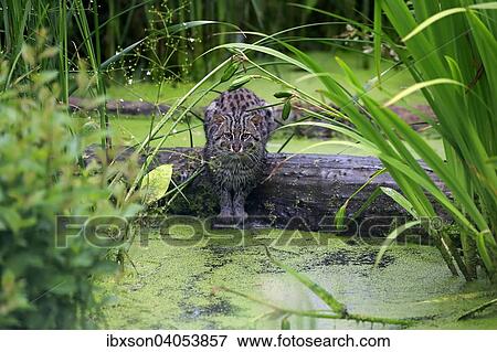 Stock Photo - Fischkatze (Prionailurus viverrinus), adult, am Wasser, jagend, Vorkommen Asien, captive, England, Grossbritannien, Europa. Fotosearch