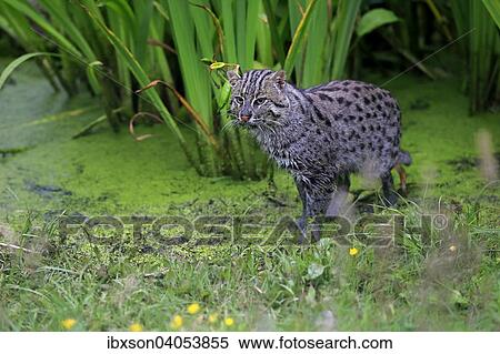 Fischkatze (Prionailurus viverrinus), adult, am Wasser, jagend, Vorkommen Asien, captive, England, Grossbritannien, Europa View Large Photo Image Stock Photography - Fischkatze (Prionailurus viverrinus), adult, am Wasser, jagend, Vorkommen Asien, captive, England, Grossbritannien, Europa. Fotosearch