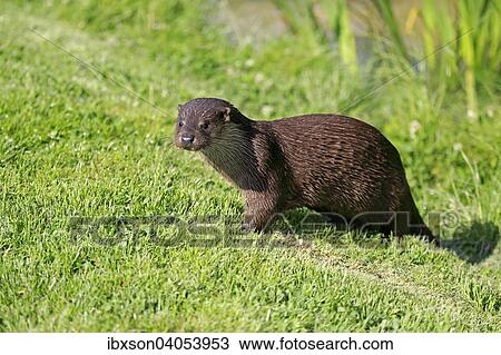 Fischotter (Lutra lutra), adult, wachsam, Surrey, England, Grossbritannien, Europa View Large Photo Image Stock Image - Fischotter (Lutra lutra), adult, wachsam, Surrey, England, Grossbritannien, Europa. Fotosearch