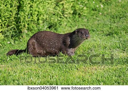 Fischotter (Lutra lutra), adult, wachsam, Surrey, England, Grossbritannien, Europa View Large Photo Image Stock Image - Fischotter (Lutra lutra), adult, wachsam, Surrey, England, Grossbritannien, Europa. Fotosearch