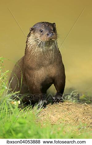 Fischotter (Lutra lutra), adult, Surrey, England, Grossbritannien, Europa View Large Photo Image Stock Photo - Fischotter (Lutra lutra), adult, Surrey, England, Grossbritannien, Europa. Fotosearch