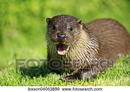 Fischotter (Lutra lutra), adult, gahnend, Surrey, England, Grossbritannien, Europa View Large Photo Image Stock Photo - Fischotter (Lutra lutra), adult, gahnend, Surrey, England, Grossbritannien, Europa. Fotosearch