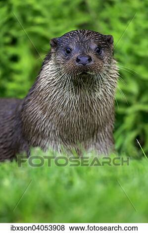 Fischotter (Lutra lutra), adult, Surrey, England, Grossbritannien, Europa View Large Photo Image Stock Photo - Fischotter (Lutra lutra), adult, Surrey, England, Grossbritannien, Europa. Fotosearch