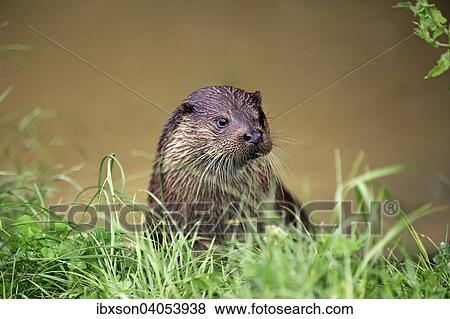 Fischotter (Lutra lutra), adult, Surrey, England, Grossbritannien, Europa View Large Photo Image Stock Photo - Fischotter (Lutra lutra), adult, Surrey, England, Grossbritannien, Europa. Fotosearch