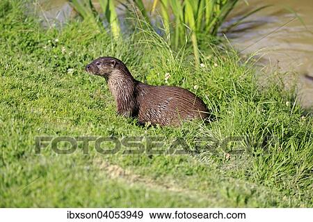 Fischotter (Lutra lutra), adult, Surrey, England, Grossbritannien, Europa View Large Photo Image Stock Photo - Fischotter (Lutra lutra), adult, Surrey, England, Grossbritannien, Europa. Fotosearch