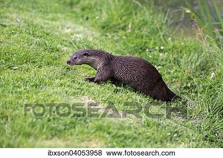 Fischotter (Lutra lutra), adult, Surrey, England, Grossbritannien, Europa View Large Photo Image Stock Photo - Fischotter (Lutra lutra), adult, Surrey, England, Grossbritannien, Europa. Fotosearch