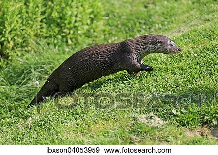 Fischotter (Lutra lutra), adult, Surrey, England, Grossbritannien, Europa View Large Photo Image Stock Photo - Fischotter (Lutra lutra), adult, Surrey, England, Grossbritannien, Europa. Fotosearch