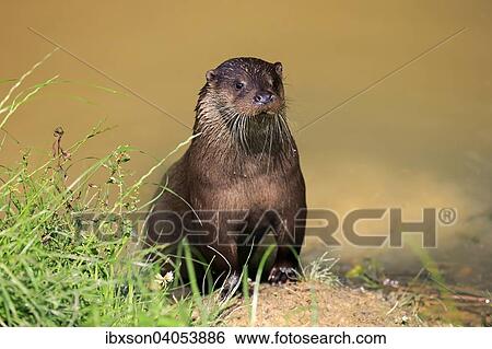 Fischotter (Lutra lutra), adult, Surrey, England, Grossbritannien, Europa View Large Photo Image Stock Photograph - Fischotter (Lutra lutra), adult, Surrey, England, Grossbritannien, Europa. Fotosearch