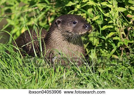 Fischotter (Lutra lutra), adult, Surrey, England, Grossbritannien, Europa View Large Photo Image Stock Photograph - Fischotter (Lutra lutra), adult, Surrey, England, Grossbritannien, Europa. Fotosearch
