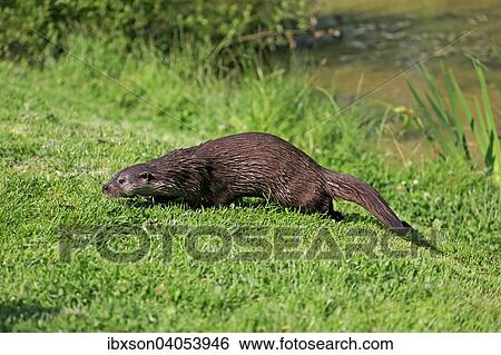 Fischotter (Lutra lutra), adult, Surrey, England, Grossbritannien, Europa View Large Photo Image Stock Photograph - Fischotter (Lutra lutra), adult, Surrey, England, Grossbritannien, Europa. Fotosearch
