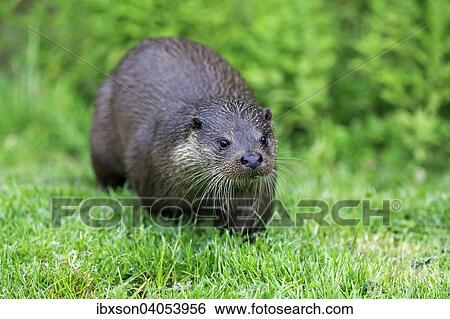 Fischotter (Lutra lutra), adult, wachsam, Surrey, England, Grossbritannien, Europa View Large Photo Image Stock Photograph - Fischotter (Lutra lutra), adult, wachsam, Surrey, England, Grossbritannien, Europa. Fotosearch