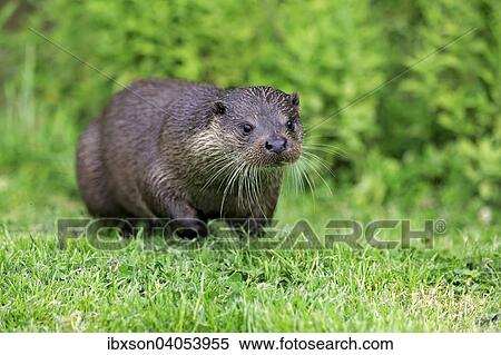 Fischotter (Lutra lutra), adult, wachsam, Surrey, England, Grossbritannien, Europa View Large Photo Image Stock Photography - Fischotter (Lutra lutra), adult, wachsam, Surrey, England, Grossbritannien, Europa. Fotosearch