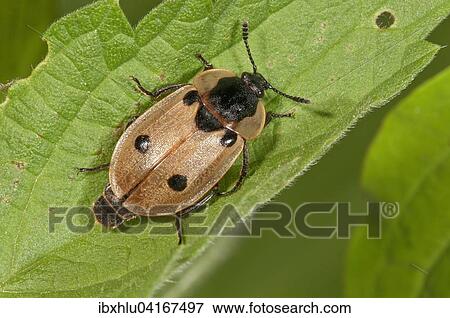 Stock Photo - Flachkafer (Peltidae sp. ), Baden-Wurttemberg, Deutschland, Europa. Fotosearch