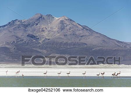 Flamingos (Phoenicopteridae) im Monumento Natural Salar de Surire, Salzsee in der Region Arica y Parinacota, Nordchile, Chile, Sudamerika View Large Photo Image Stock Photograph - Flamingos (Phoenicopteridae) im Monumento Natural Salar de Surire, Salzsee in der Region Arica y Parinacota, Nordchile, Chile, Sudamerika. Fotosearch
