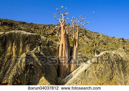 Flaschenbaum (Adenium obesum) bluht, endemische Art, Sokotra, Jemen, Asien View Large Photo Image Stock Image - Flaschenbaum (Adenium obesum) bluht, endemische Art, Sokotra, Jemen, Asien. Fotosearch