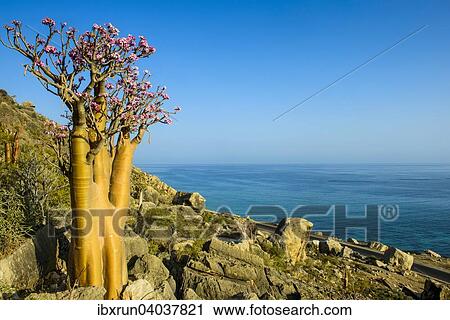 Flaschenbaum (Adenium obesum) bluht, endemische Art, Sokotra, Jemen, Asien View Large Photo Image Stock Image - Flaschenbaum (Adenium obesum) bluht, endemische Art, Sokotra, Jemen, Asien. Fotosearch