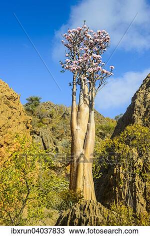 Flaschenbaum (Adenium obesum) bluht, endemische Art, Sokotra, Jemen, Asien View Large Photo Image Stock Image - Flaschenbaum (Adenium obesum) bluht, endemische Art, Sokotra, Jemen, Asien. Fotosearch