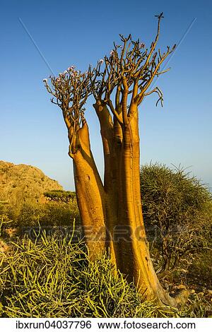 Flaschenbaum (Adenium obesum) bluht, endemische Art, Sokotra, Jemen, Asien View Large Photo Image Stock Photograph - Flaschenbaum (Adenium obesum) bluht, endemische Art, Sokotra, Jemen, Asien. Fotosearch