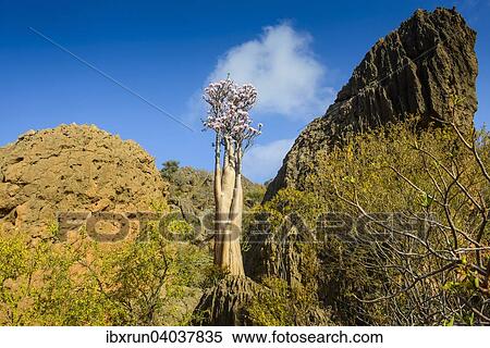 Flaschenbaum (Adenium obesum) bluht, endemische Art, Sokotra, Jemen, Asien View Large Photo Image Stock Photography - Flaschenbaum (Adenium obesum) bluht, endemische Art, Sokotra, Jemen, Asien. Fotosearch