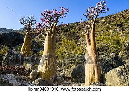 Flaschenbaume (Adenium obesum) bluhen, endemische Art, Sokotra, Jemen, Asien View Large Photo Image Stock Photograph - Flaschenbaume (Adenium obesum) bluhen, endemische Art, Sokotra, Jemen, Asien. Fotosearch
