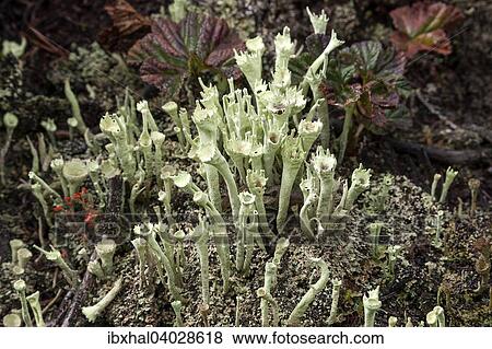 Flechten (Cladonia), trompetenformig, Nationalpark Store Mosse, Smaland, Schweden, Europa View Large Photo Image Stock Photo - Flechten (Cladonia), trompetenformig, Nationalpark Store Mosse, Smaland, Schweden, Europa. Fotosearch