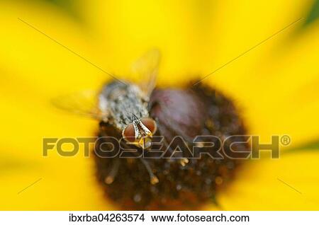 Fliege (Brachycera) sitzt auf einem Gewohnlichen Sonnenhut (Rudbeckia fulgida), Nordrhein-Westfalen, Deutschland, Europa View Large Photo Image Picture - Fliege (Brachycera) sitzt auf einem Gewohnlichen Sonnenhut (Rudbeckia fulgida), Nordrhein-Westfalen, Deutschland, Europa. Fotosearch