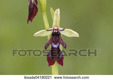 Fliegen-Ragwurz (Ophrys insectifera), Blute, Naturschutzgebiet Mackenberg, Nordrhein-Westfalen, Deutschland, Europa View Large Photo Image Stock Image - Fliegen-Ragwurz (Ophrys insectifera), Blute, Naturschutzgebiet Mackenberg, Nordrhein-Westfalen, Deutschland, Europa. Fotosearch